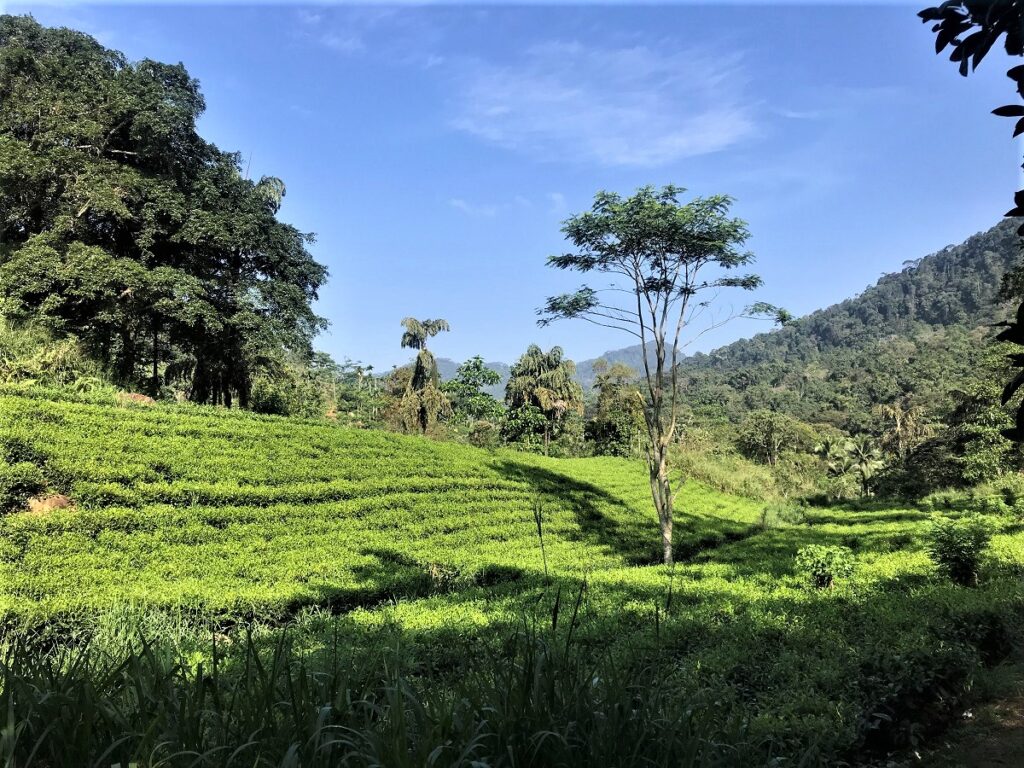 Sinharaja Forest Reserve – Nature’s Pristine Wonderland